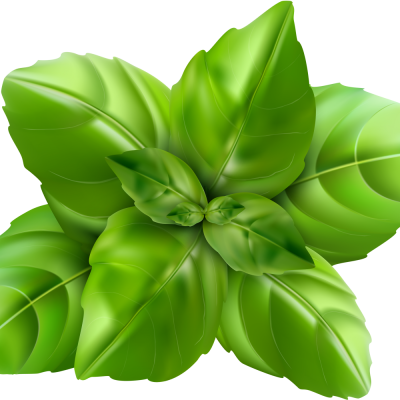 257-2575022_basil-leaf-clipart-png-download